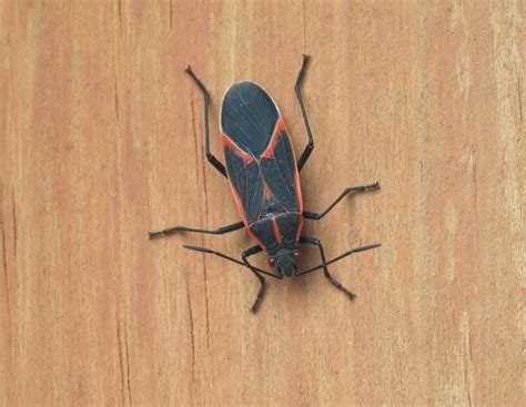 Boxelder bug infestation. Things To Know About Boxelder bug infestation. 